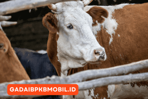 Panduan Bisnis Sapi untuk Pemula: Modal, Manajemen & Potensi