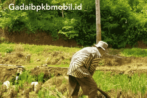 Menggali Lebih Dalam Tentang Kredit Usaha Rakyat BRI