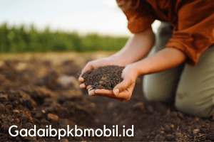 Panduan Lengkap Memulai Bisnis Pupuk Organik